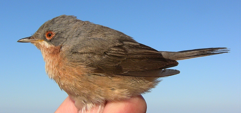 Subalpine Warbler, Sundre 20080521